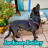 Jackson Bailey - Photo 23