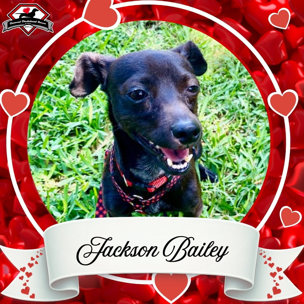 Jackson Bailey Image
