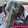 Lacey Coral