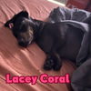 Lacey Coral