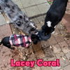 Lacey Coral