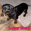 Lacey Coral