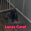 Lacey Coral