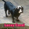 Lacey Coral