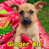 Ginger Ale