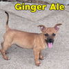 Ginger Ale