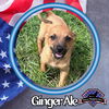 adoptable Dog in  named Ginger Ale