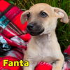 Fanta Orange