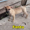 Fanta Orange