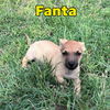 Fanta Orange