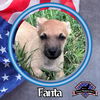 adoptable Dog in  named Fanta Orange