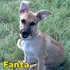 Fanta Orange - Photo 4