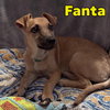 Fanta Orange - Photo 3