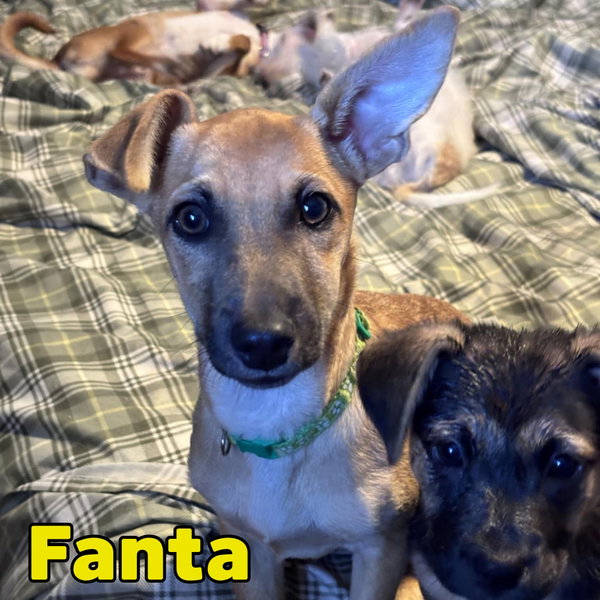 Fanta Orange