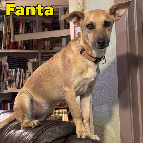 FANTA ORANGE - Dachshund available for adoption