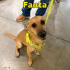 Fanta Orange - Photo 5
