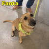 Fanta Orange - Photo 11
