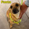 Fanta Orange - Photo 12