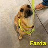 Fanta Orange - Photo 13
