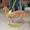 Fanta Orange - Photo 14