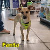 Fanta Orange - Photo 15