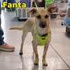 Fanta Orange - Photo 16