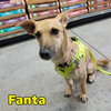 Fanta Orange - Photo 17
