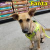 Fanta Orange - Photo 18