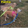 Fanta Orange - Photo 19