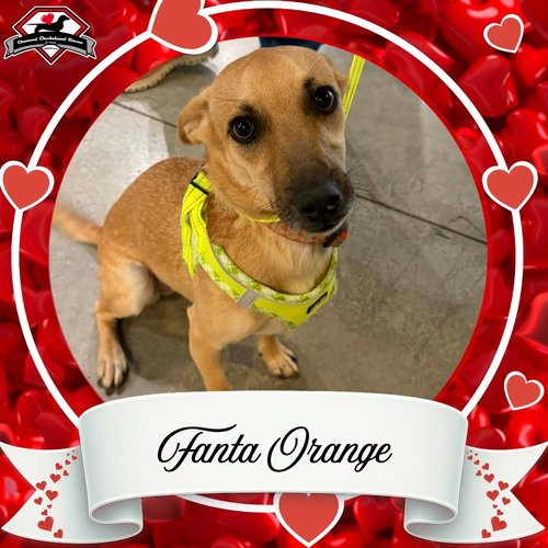 FANTA ORANGE - Dachshund available for adoption