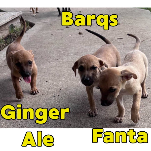 Barq's Root Beer