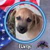 adoptable Dog in  named Barq