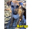 Barq's Root Beer - Photo 6