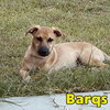 Barq's Root Beer - Photo 2