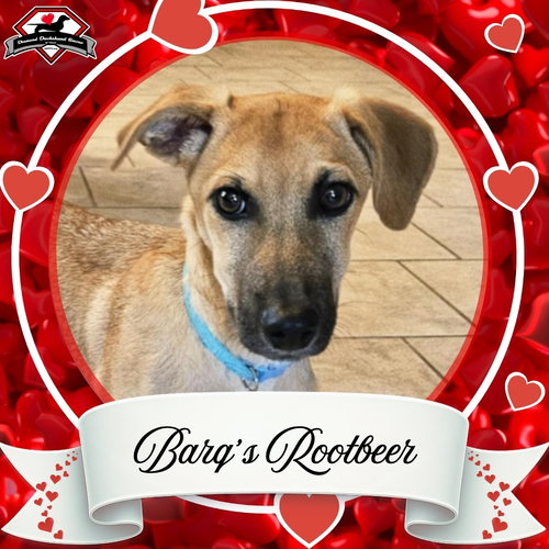 BARQ'S ROOT BEER - Dachshund available for adoption