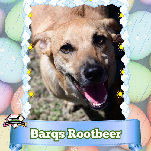 Barq's Root Beer, an adoptable Dachshund in San Antonio, TX