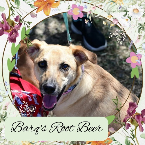 Barq's Root Beer, an adoptable Dachshund in San Antonio, TX