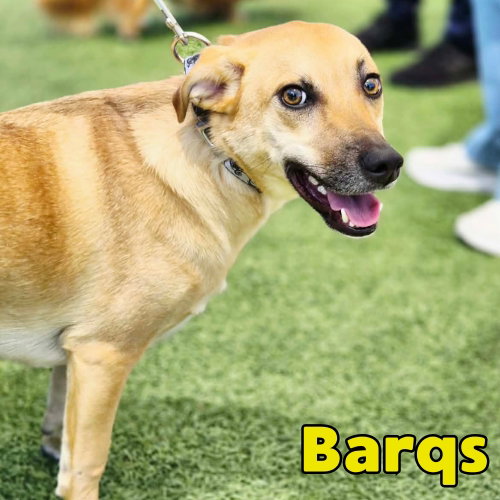 Barq's Root Beer photo 2