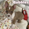Bubbles Mae