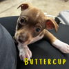 Buttercup Rae