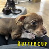 Buttercup Rae
