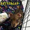Buttercup Rae