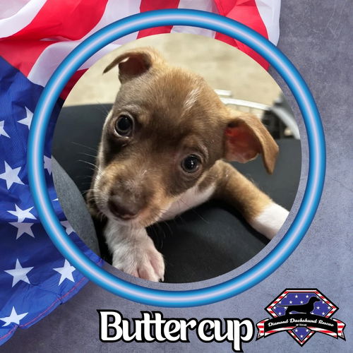 Buttercup Rae