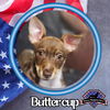 adoptable Dog in  named Buttercup Rae