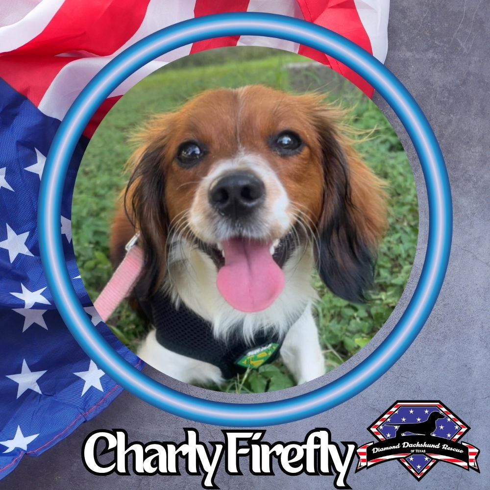 adoptable Dog in San Antonio, TX named Charly Firefly