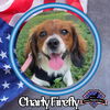 adoptable Dog in  named Charly Firefly