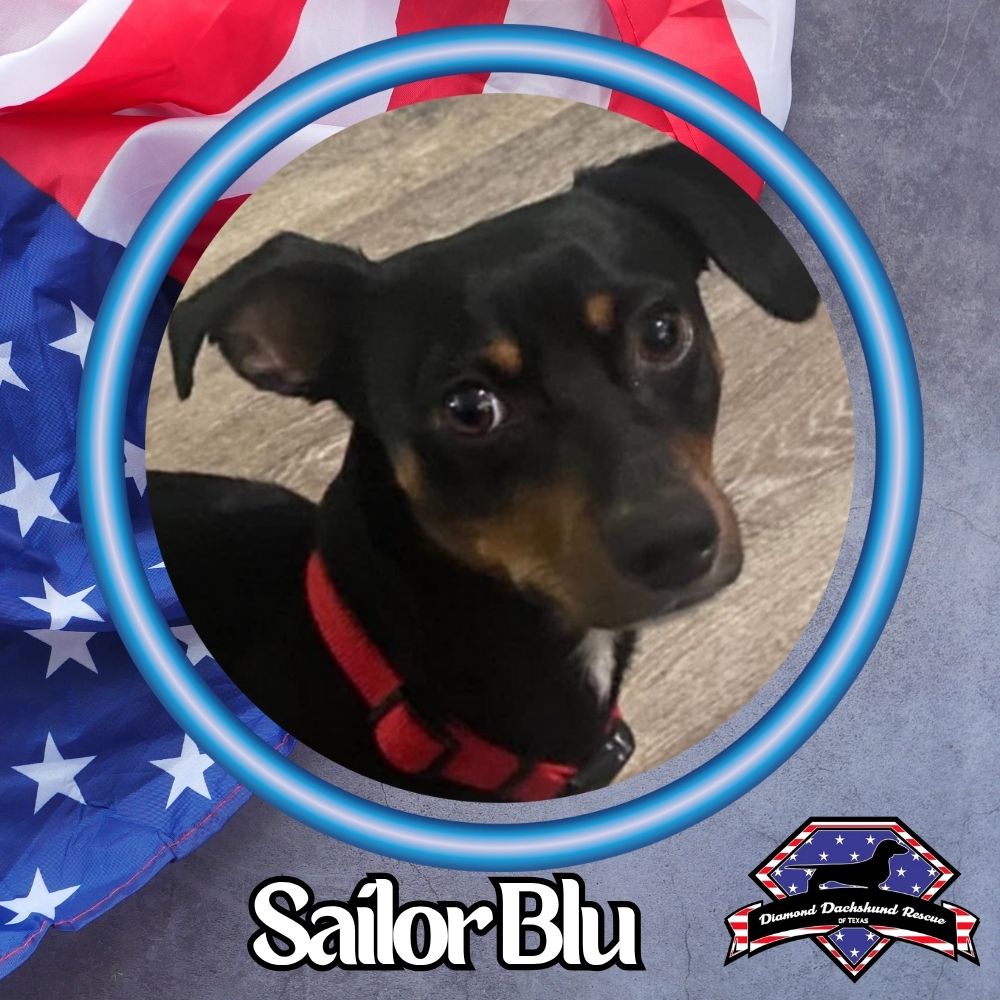 adoptable Dog in San Antonio, TX named Sailor Blu