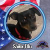 adoptable Dog in  named Sailor Blu