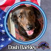 adoptable Dog in  named Dash Barkley
