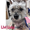 Livi Lulu - Photo 2